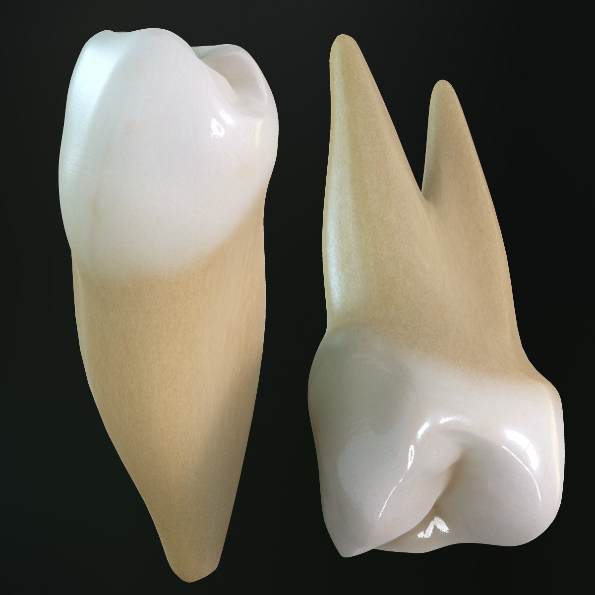 коренные зубы